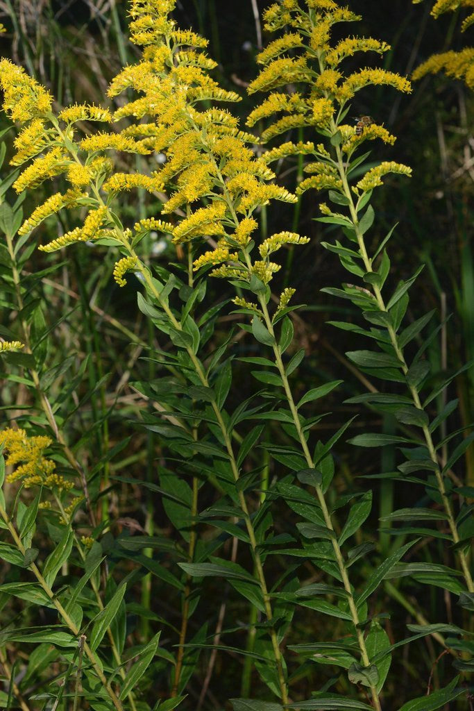 Solidago altissima in bloom