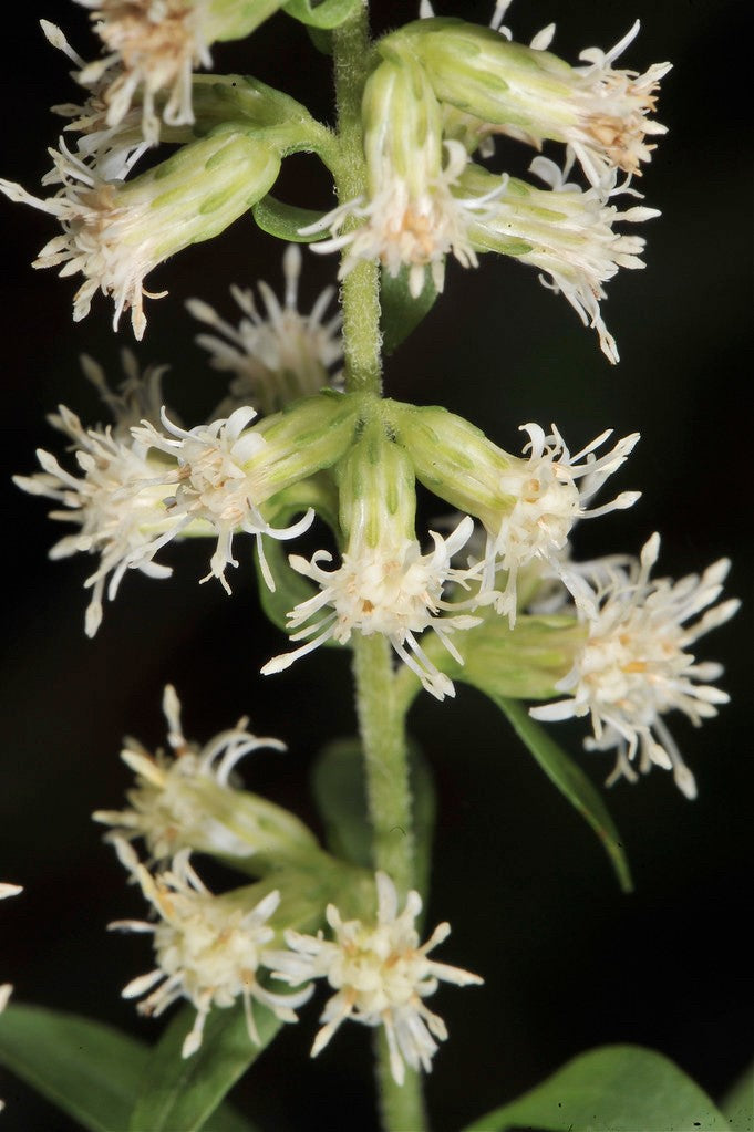 Solidago bicolor in bloom