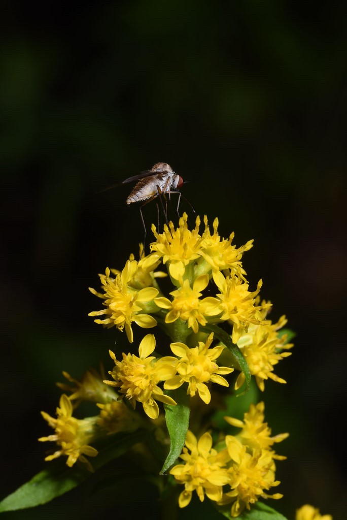 Solidago roanensis with pollinator