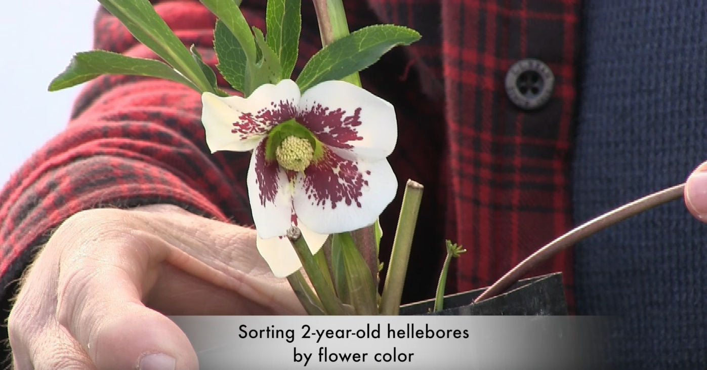 Image of a colorful hellebore being sorted for sale