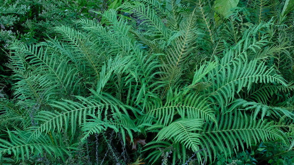 Image of Thelypteris normalis var. lindheimeri 'Weekend at Boerne'