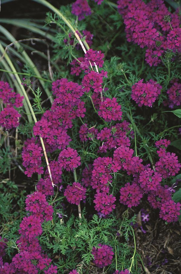 Image of Verbena tenuisecta 'Decked Out'