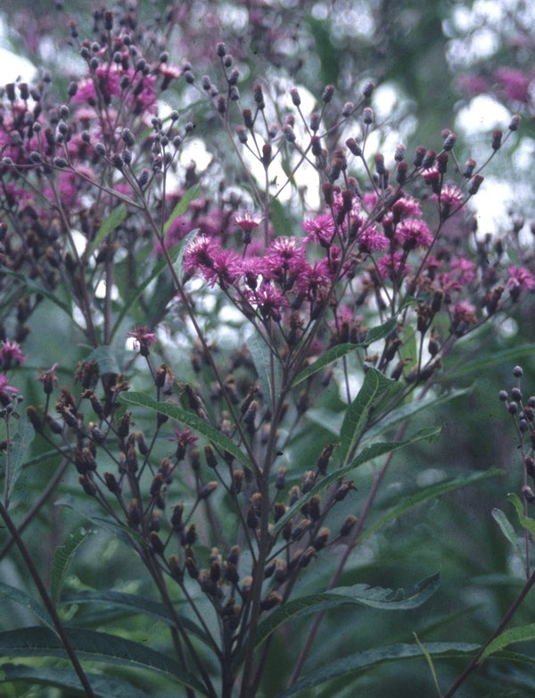 Image of Vernonia altissima 'Jonesboro Giant'