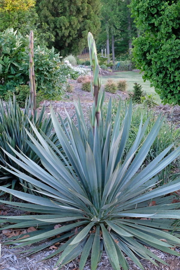 Image of Yucca 'Silver Anniversary' PP 31,437