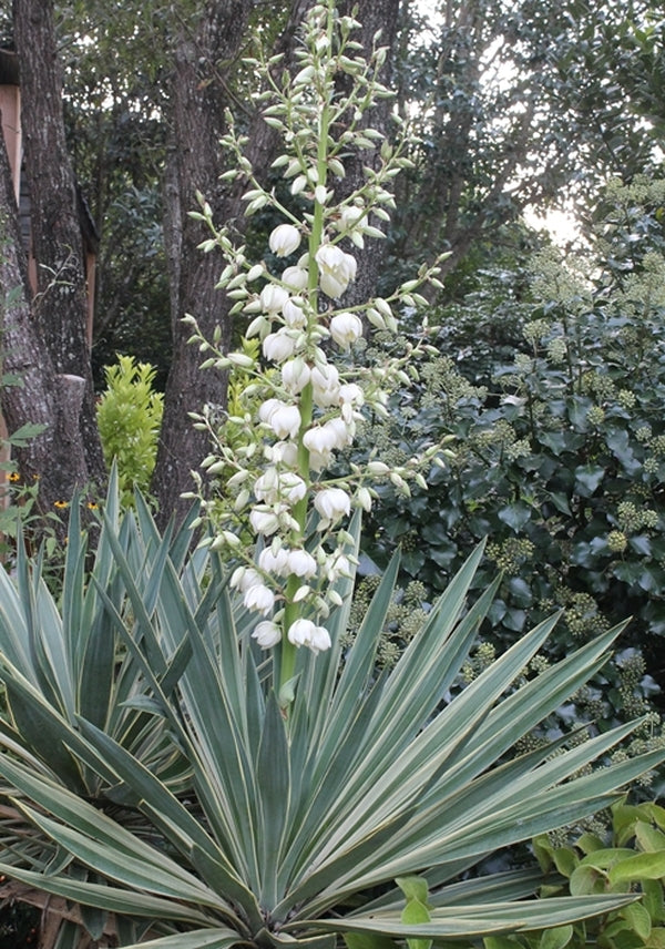 Image of Yucca x gloriosa 'Variegata'