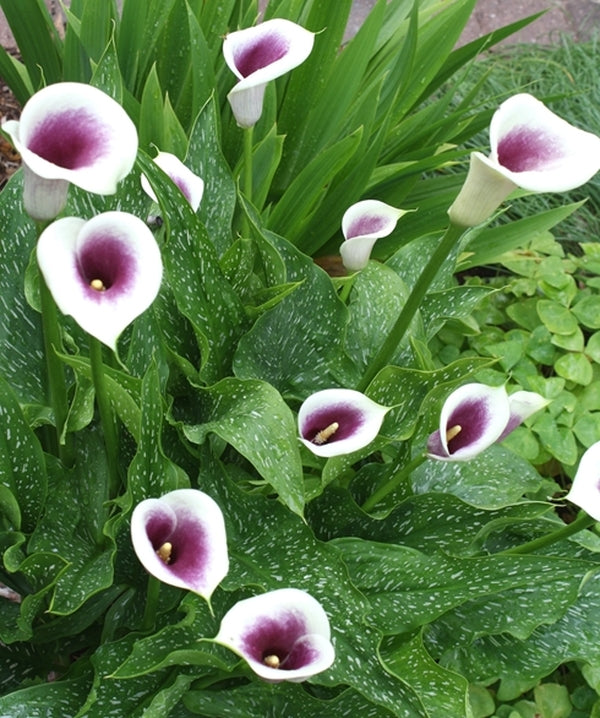 Image of Zantedeschia 'Picasso' PP 15,282