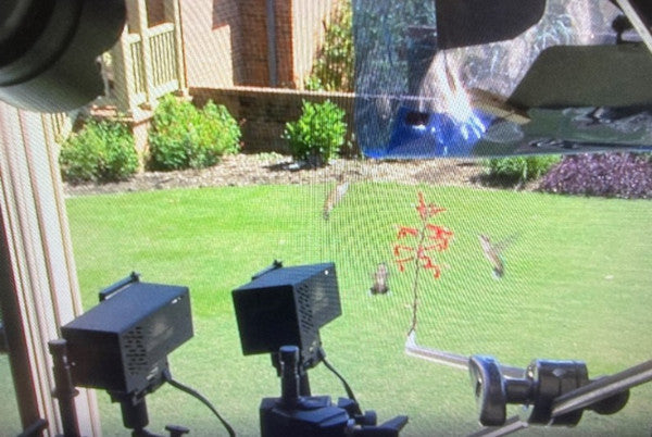 Cameras pointed at a flower being visited by multiple hummingbirds