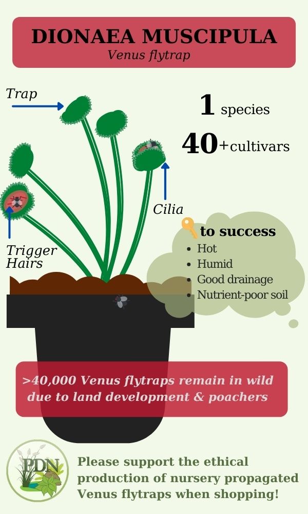 There are less than 40,000 Venus flytraps remaining in the wild due to land development and poachers. Please purchase Dionaea Muscipula from ethically produced nurseries only.