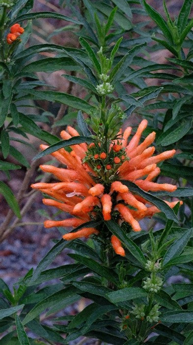 Close up image of Leonotis leonurus