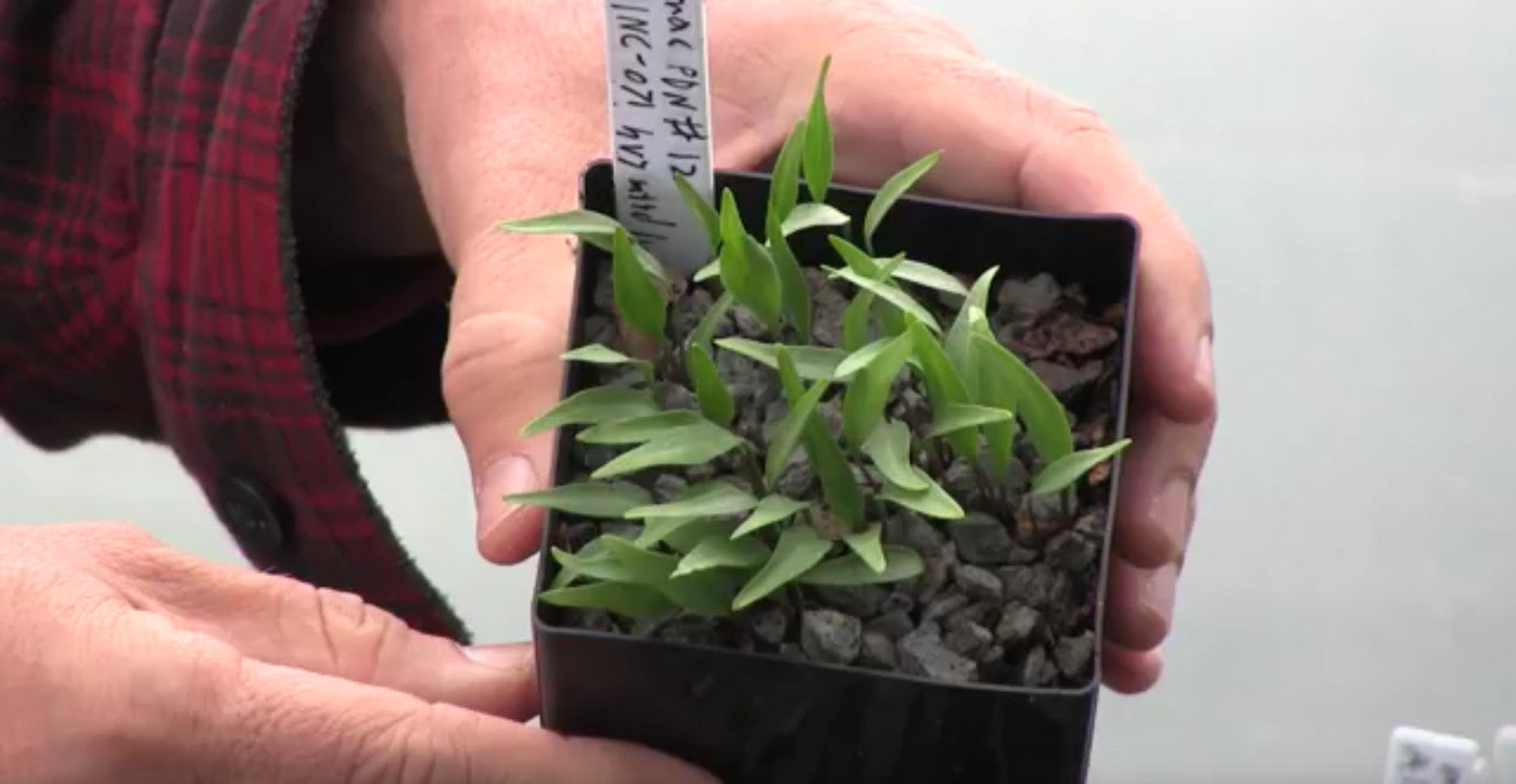 Image of trillium seedlings