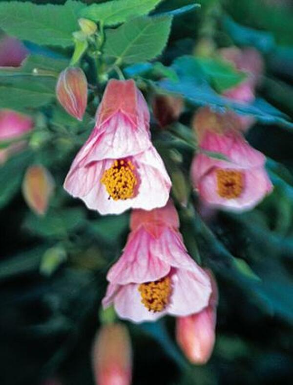 Image of Abutilon megapotamicum 'Pink Charm'