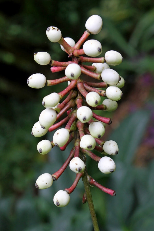 Image of Actaea pachypoda 'Monroe'