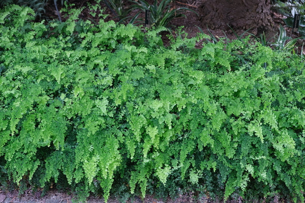 Image of Adiantum capillus-veneris 'Bermuda Run'