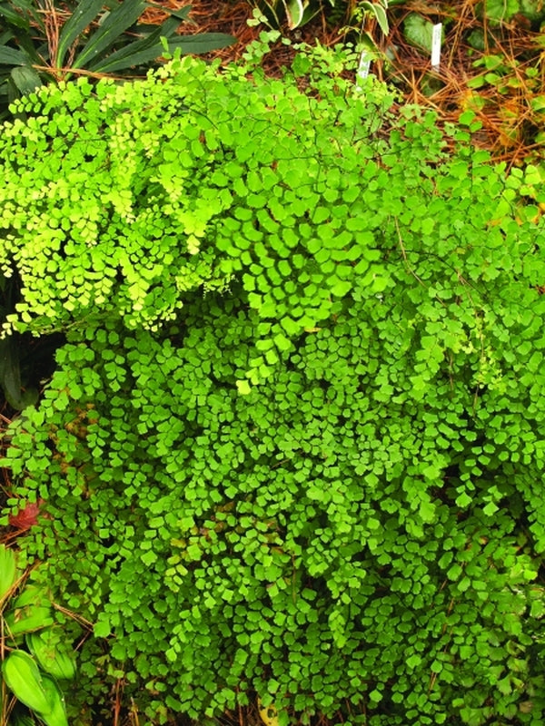 Image of Adiantum lorentzii 'Salta Splendor'