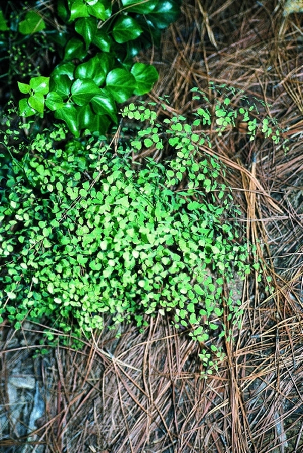 Image of Adiantum thalictroides 'Argentine Lace'