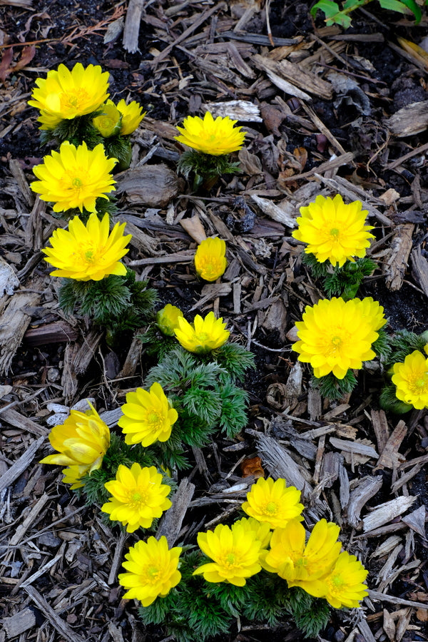 Adonis Amurensis Fukujukai Fukujukai Amur Adonis For Sale 44 00 Plant Delights Nursery