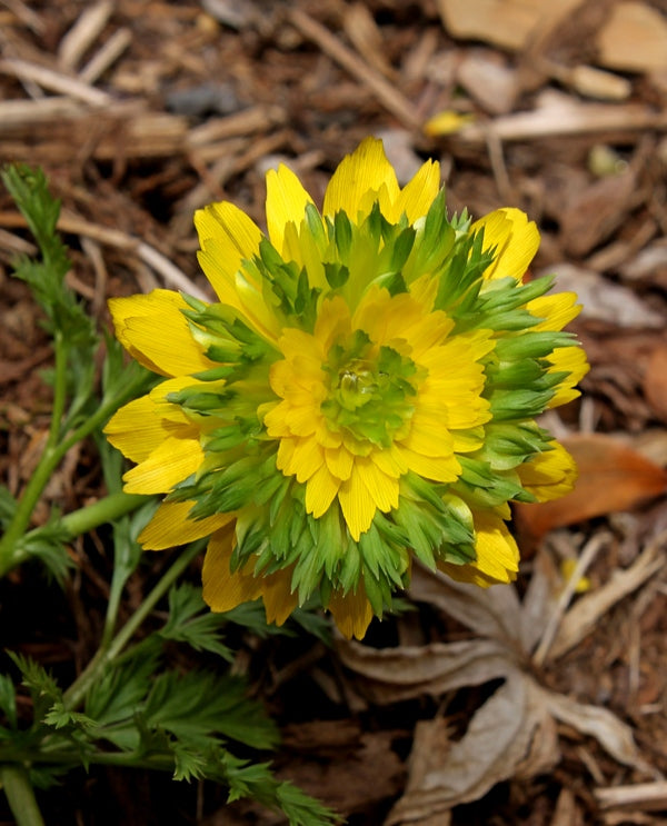 Learn About Adonis Amurensis Sandanzaki Sandanzaki Amur Adonis Perennial Encyclopedia By Plant Delights Nursery