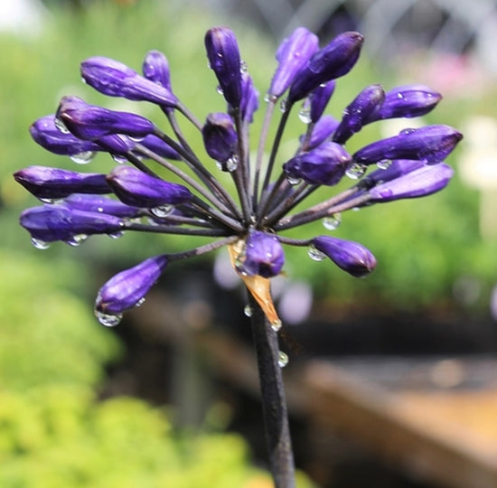 Learn about Agapanthus 'Back in Black' PP 16,244 | Back in Black Lily ...