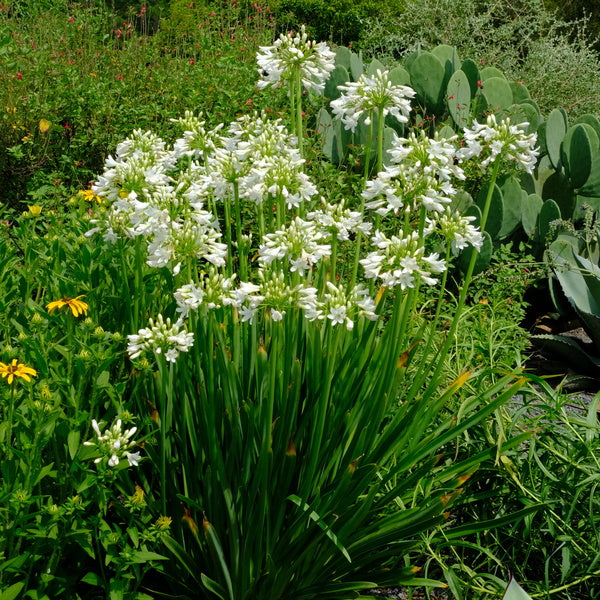 Image of Agapanthus 'Galaxy White' PP 31,431