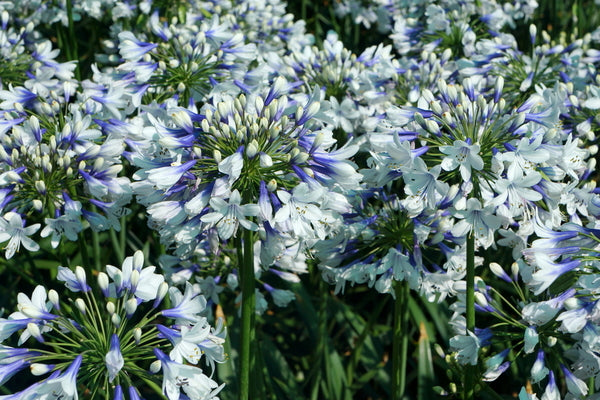 Image of Agapanthus 'Twister' PP 25,519
