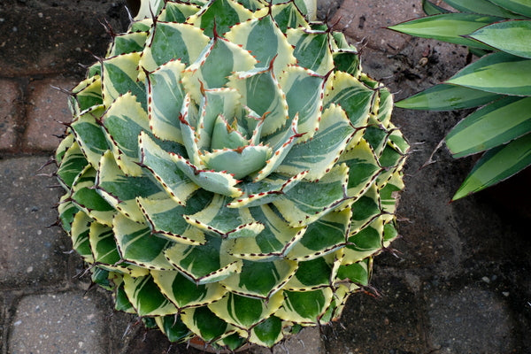 Image of Agave 'Desert Diamond' PP 26,384