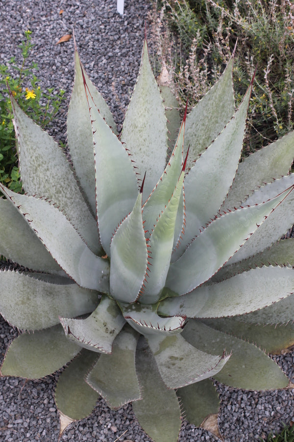 Agave parryspina 【hybrid！！】44-