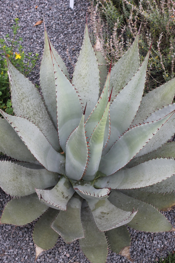 Image of Agave flexispina