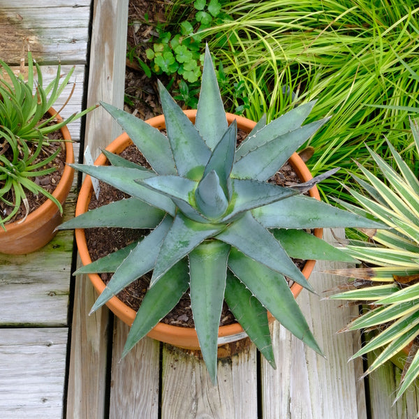 Image of Agave funkiana 'Tug Boat II'