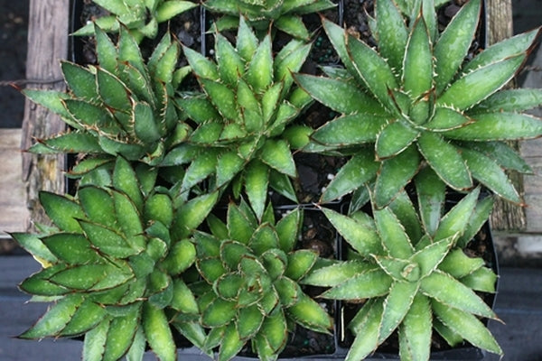 Agave-garciaemendozae-Valle-de