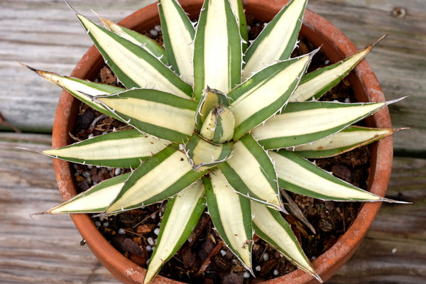 Image of Agave ghiesbreghtii 'Witte Zeeëgel'