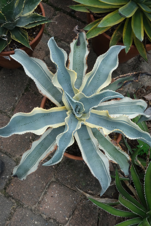 Agave | Agave Plants for Sale | Variegated Agave for Sale