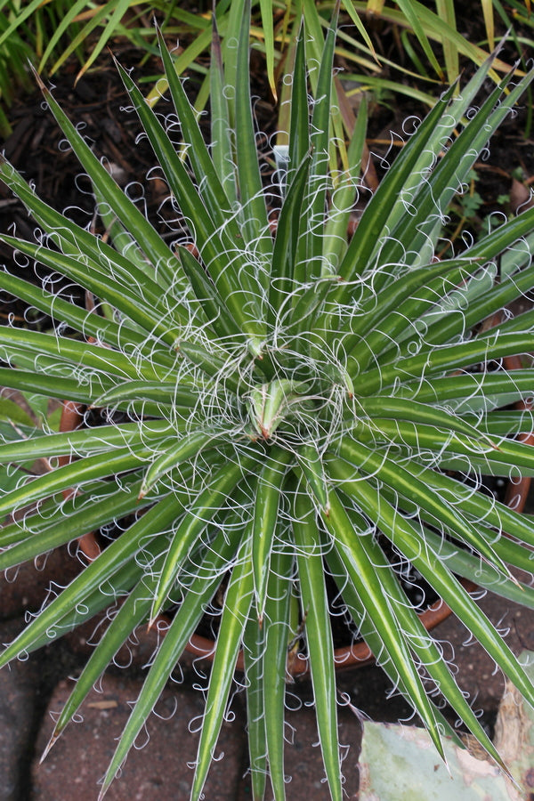Image of Agave multifilifera 'Silly String'