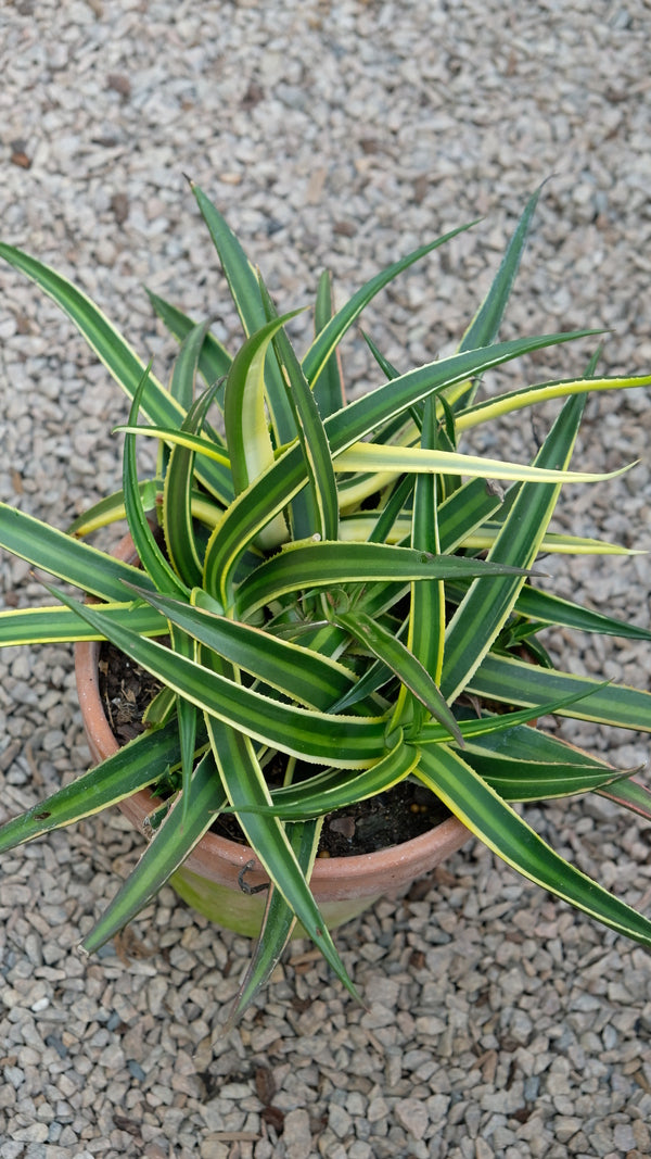 Image of Agave nizandensis 'Double Stripe'