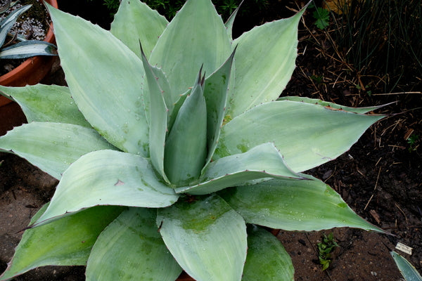 Agave parryi Lucky Stripe | Lucky Stripe Century Plant