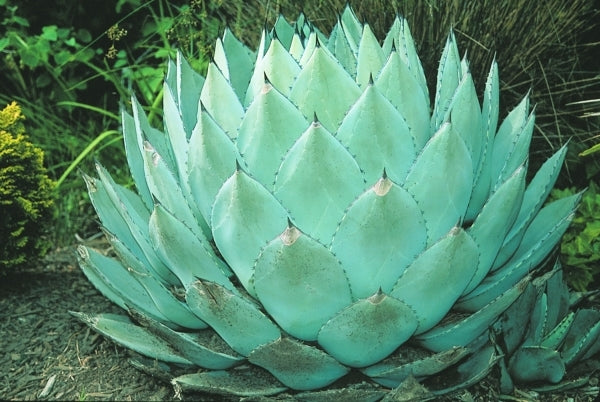 Agave parryi ssp huachucensis