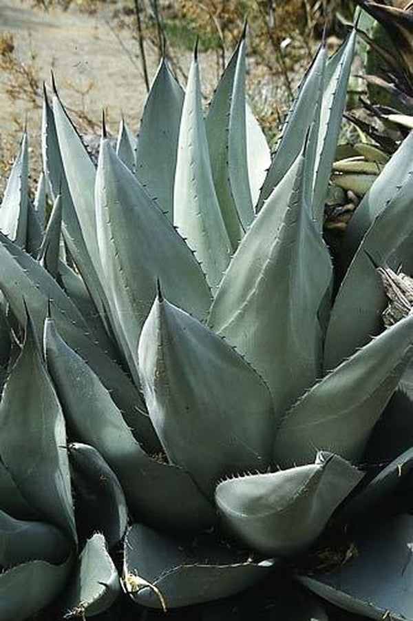 Agave parryi ssp neomexicana