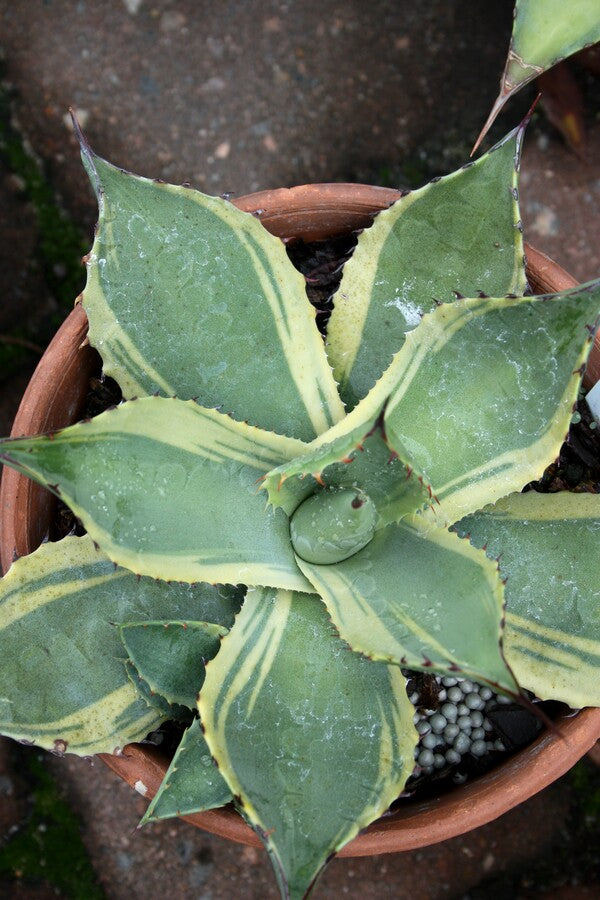 Agave parryi J.C.'s Shadow | J.C.'s Shadow Century Plant