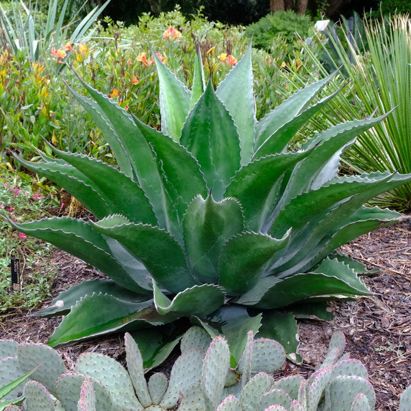 Image of Agave x protifolia 'Emerald Giants'