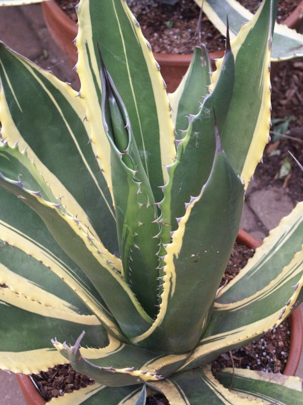 Image of Agave salmiana 'Butterfingers'