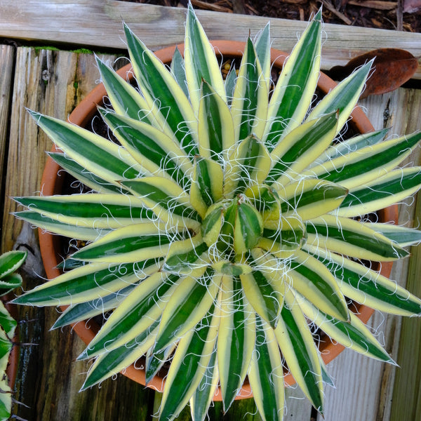 Agave 'Desert Love' 120 - www.buyfromhill.com