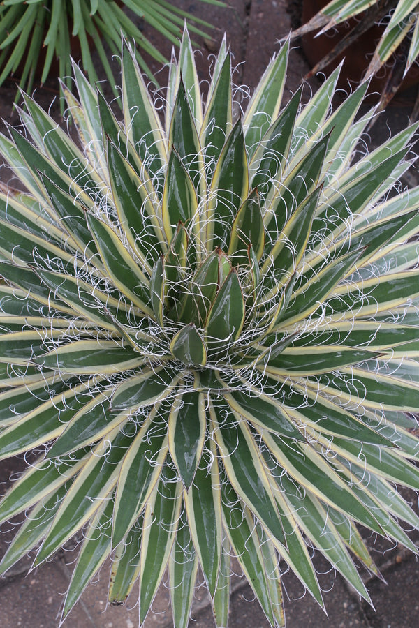 Image of Agave schidigera 'Shiraito no Ōhi'