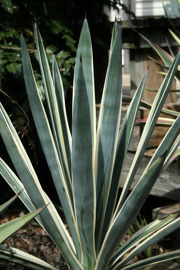 Image of Agave sisalana 'Marguerita Madness'