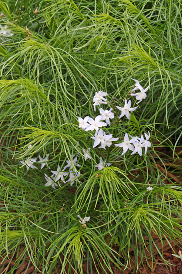 Image of Amsonia ciliata var. filifolia 'Georgia Pancake'