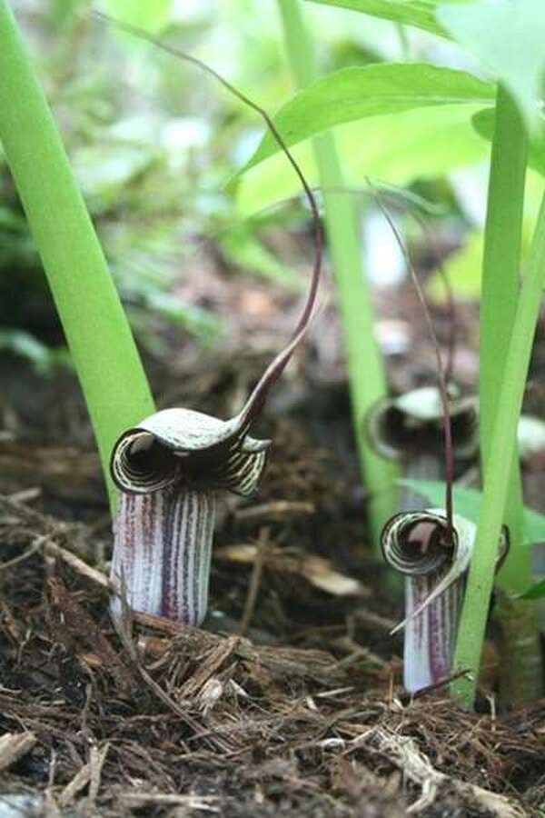 Arisaema Jack In The Pulpits And Cobra Lilies For The Garden Article By Plant Delights Nursery