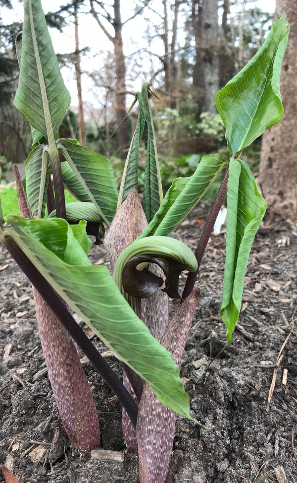 Image of Arisaema ringens