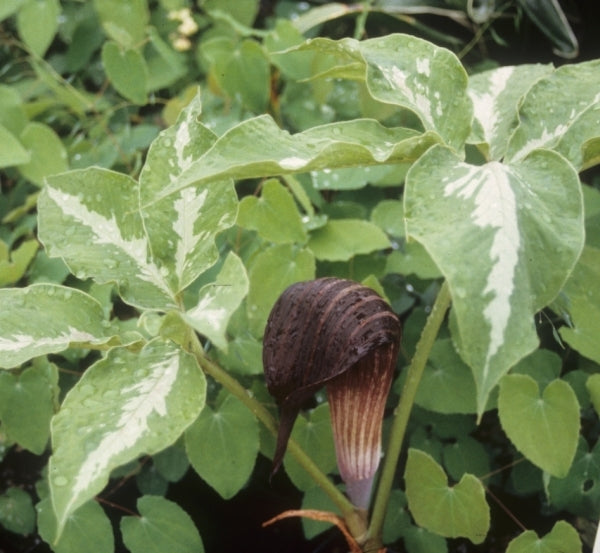 Image of Arisaema sazensoo Silver Center