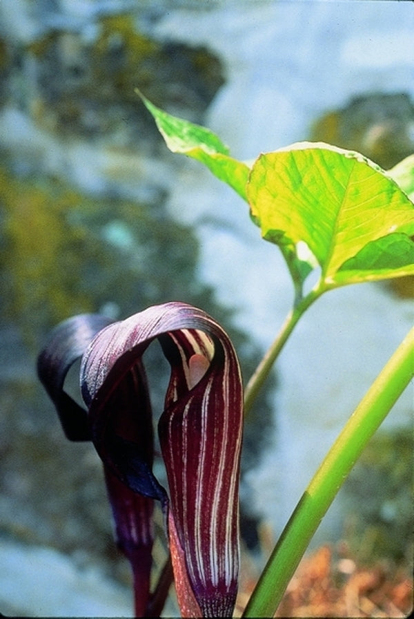 Image of Arisaema sazensoo