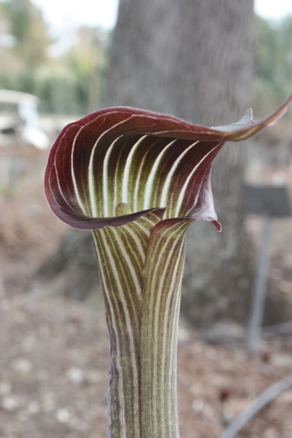 Image of Arisaema serratum var. mayebarae