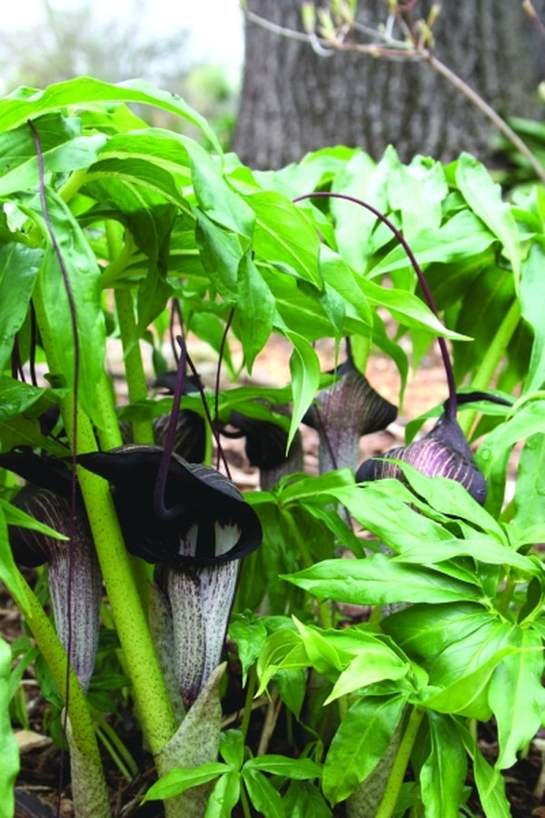 Image of Arisaema thunbergii ssp. urashima