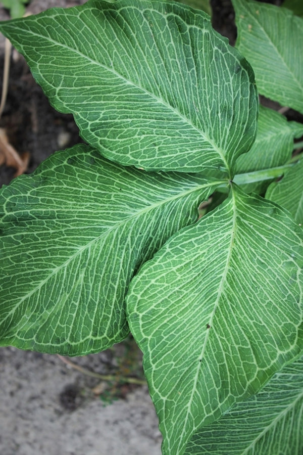 Image of Arisaema triphyllum 'Starburst'